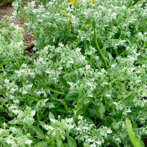 Aromatiques - Bourrache Blanche - face recto